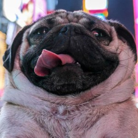 pugglewuggle